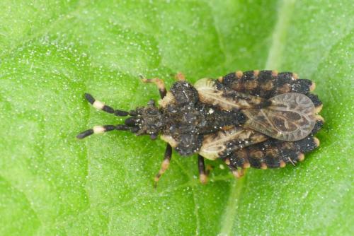 Réf. 231 355 : Aradus versicolor